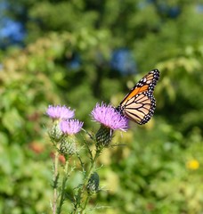 A beautiful butterfly on the wildflower in the field.