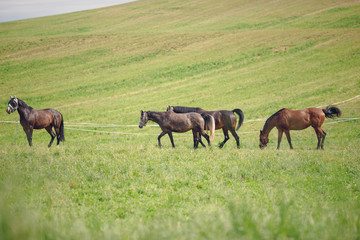 horse herd in green meadow