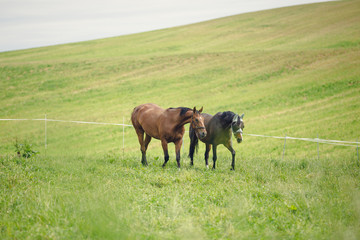 Naklejka na ściany i meble two mare horses walking in green field along electric fence