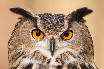 Naklejka premium Eurasian Eagle Owl