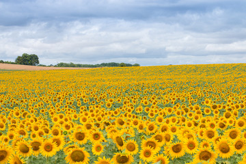 Sunflowers in France