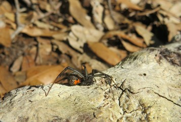 Widow spider on wood in Florida wild, closeup