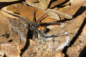 Widow spider on ground in Florida wild, closeup