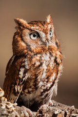 Eastern Screech Owl