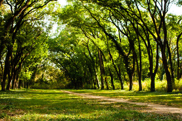 Naklejka premium Fairytale forest landscape during the sunny day