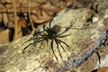 Brown widow spider on wood in Florida wild, closeup