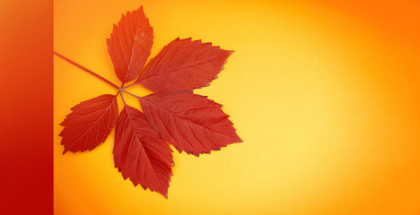 Banner postcard with colorful autumn leaf on yellow background. The concept of printed products invitations, leaflets, postcards