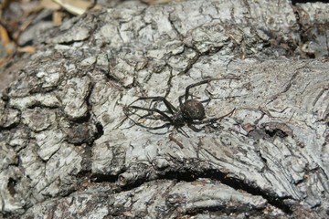 Widow spider on wooden background in Florida wild, closeup