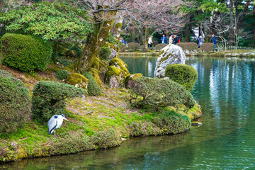 金沢の春　兼六園でお花見