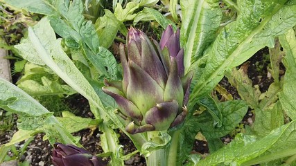 Cardoon (Cynara cardunculus) Violet de Provence, also known as artichoke thistle or globe artichoke.
