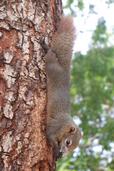 Brown squirrel Eating food on the tree