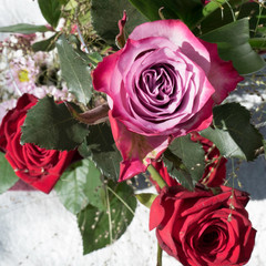 Close up of on Deep Purple rose in a bunch of flowers. In the background there are two Red Naomi roses visible.