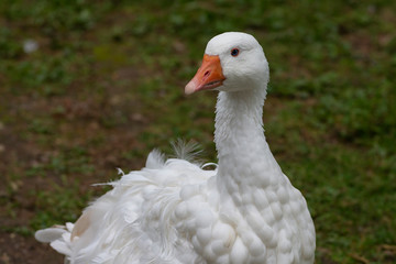 White Sebastopol goose. This domestic geese  cannot fly due to the curliness of their feathers 