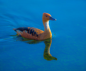 bello y naranja pato de pico azul nadando sobre lago azul