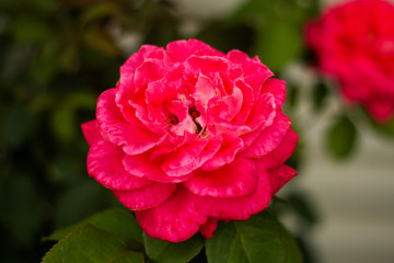 Beautiful purple flower in countryside farm garden.
