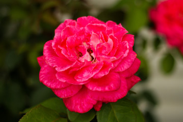 Beautiful purple flower in countryside farm garden.
