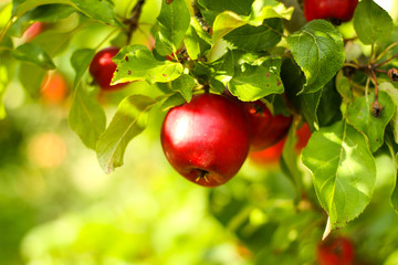Beautiful view of home garden park with lovely apples in trees.