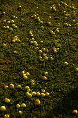 Beautiful garden view of fallen small apples on a countryside house garden grass.