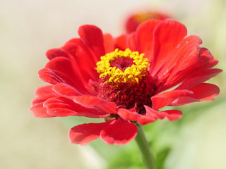 rote Zinnie 