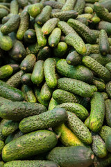 A plenty of green cucumber, green background. taken at the store, fresh harvest, healthy vegetables. vertical frame