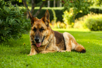 Beautiful view of lovely German shepherd dog Zara sitting in a countryside city house park garden.