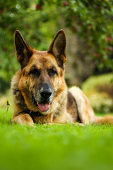 Beautiful view of lovely German shepherd dog Zara sitting in a countryside city house park garden.