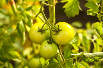 Beautiful garden floral view of new green growing tomates in a hot greenhouse. Picture taken in hot summer day located in small countryside home - Latvia.