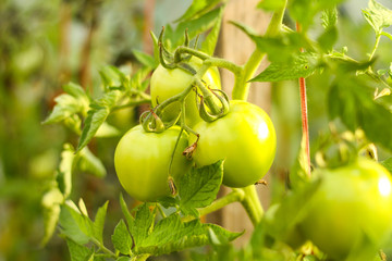 Beautiful garden floral view of new green growing tomates in a hot greenhouse. Picture taken in hot summer day located in small countryside home - Latvia.