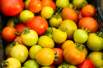Beautiful background image of lovely Tomatoes right after taking them off plants.