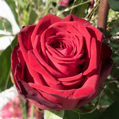 Close up of one beautiful blooming Red Naomi rose in a floral bouquet.
