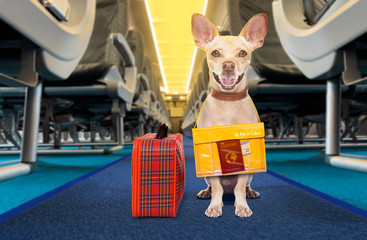 dog as pet in cabin in airplane