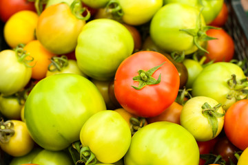Beautiful background image of lovely Tomatoes right after taking them off plants.
