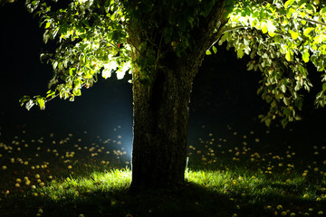 Fototapeta na wymiar Beautiful garden view with tree and strobe light flashing behind them.