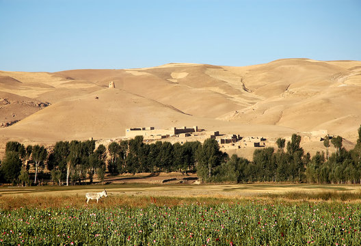 Dowlat Yar, Ghor Province in Afghanistan. Poppy fields near the town of Dowlatyar in Central Afghanistan. A donkey is standing in the poppy field with a landscape of trees, buildings and hills behind.