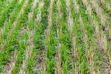 Sudangrass and tillage radish cover crops growing in wheat stubble.