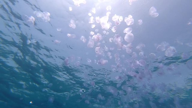 A crowd of jellyfish swimming in a blue ocean