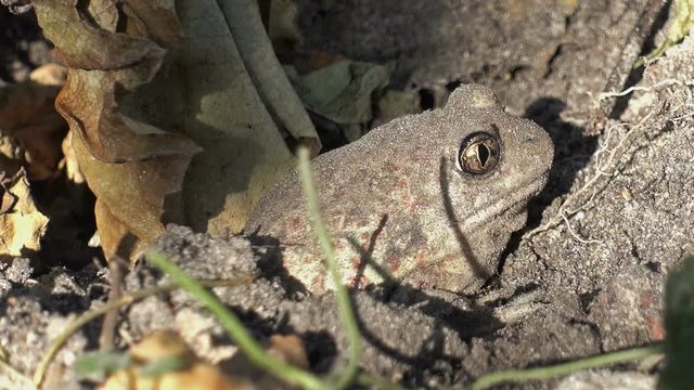 Earthen toad hiding in the ground