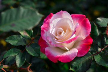A close up of pink and white roses in the garden In the winter or tropical spring. Agricultural concept.