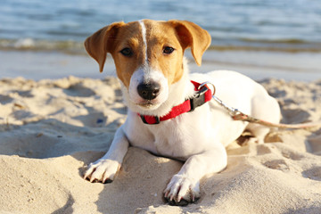 Funny looking jack russell terrier puppy at the sandy beach with soft sunset light. Adorable four months old doggy with curious eyes over ocean view background. Portrait, close up, copy space.