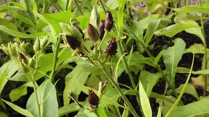 Nicotiana tabacum, also known as cultivated tobacco.