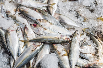 Fototapeta premium raw mackerel fish on ice in Thailand market ,seafood background ,seafood market ,raw food