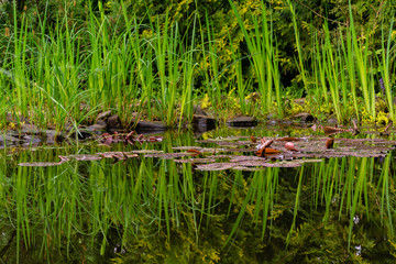 Magical spring pond with purple leaves of water lilies and lotuses. Leaves of marsh irises and aquatic plants are reflected in mirror-clear water. Atmosphere of relaxation, tranquility and happiness.
