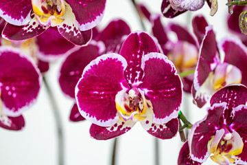 Fototapeta na wymiar Selective focus close up beautiful purple Phalaenopsis orchids.Blurred flower background.