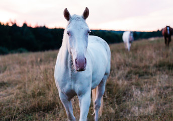 Obraz na płótnie Canvas A pretty white horse in the morning light
