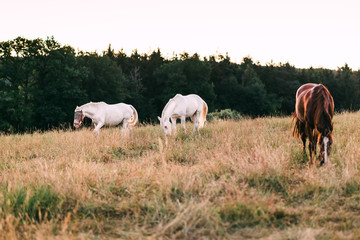 Fototapeta premium White horses on grazing on a meadow in the morning light
