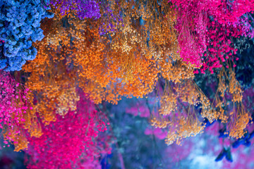 Colorful dry flowers at the roof as a decoration.Selective focus bright colored flower background.