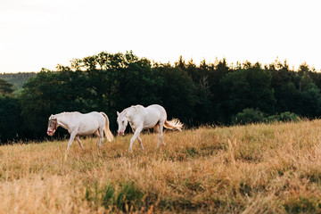 White horses on grazing on a meadow in the morning light