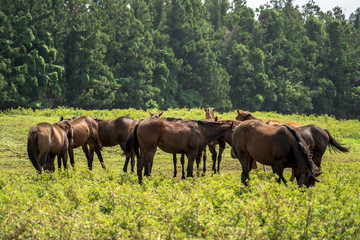 Horse Images, Stock Photos & Vectors
