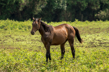 Horse Images, Stock Photos & Vectors