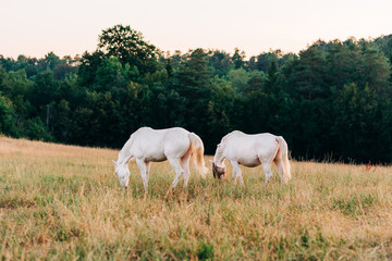 Naklejka na ściany i meble White horses on grazing on a meadow in the morning light
